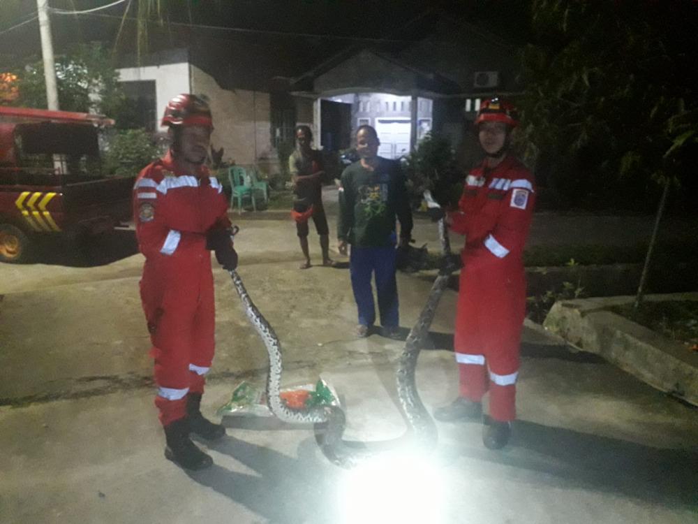 Resahkan Warga, Ular 2,5 Meter Kembali Diamankan Disdamkartan Bontang