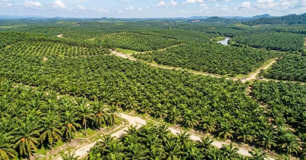 Harga TBS Sawit Kaltim Catat Kenaikan Signifikan, Tertinggi Rp3.617 per Kilogram