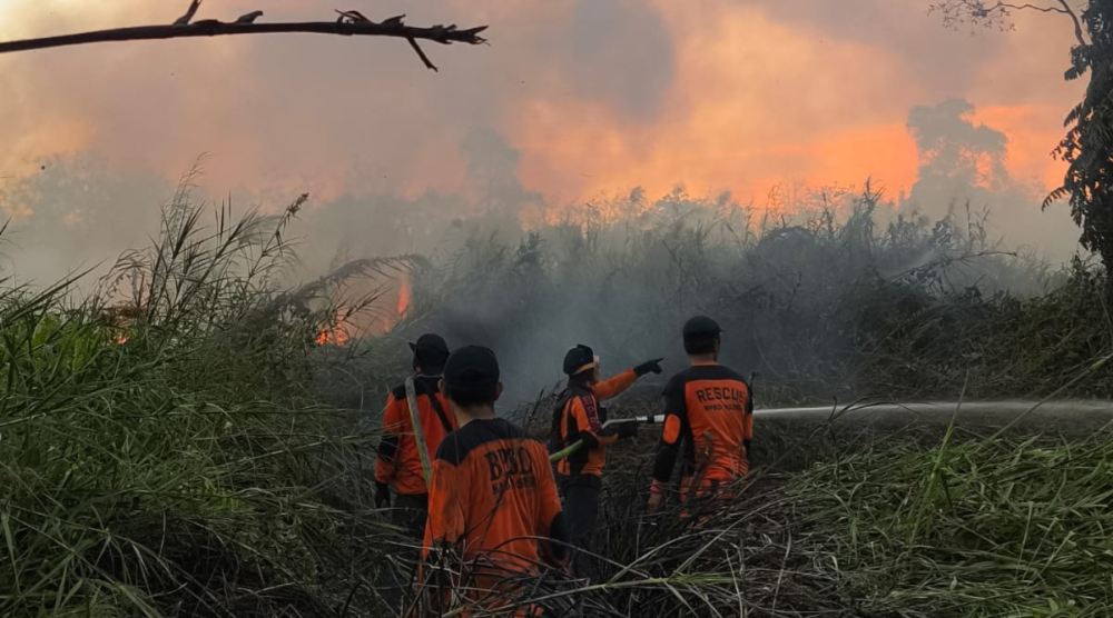 Seminggu Terakhir, 128,8 Hektare Lahan di Paser Hangus Terbakar
