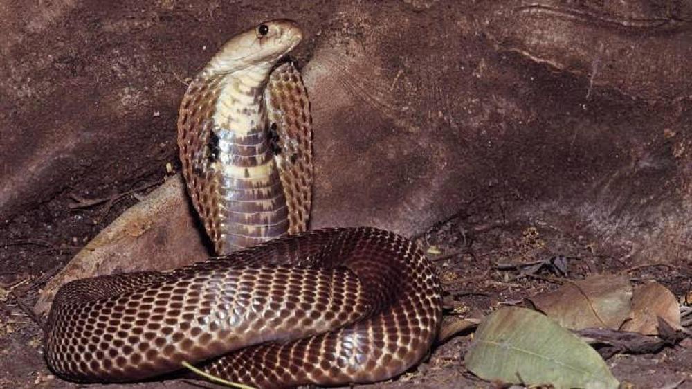 Korban Gigitan Cobra Bisa Selamat Pakai Obat Ini