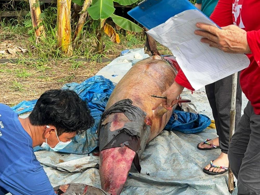 Misteri Kematian "Lion" Pesut Legendaris Mahakam, Ada Lebam hingga Darah di Mulut