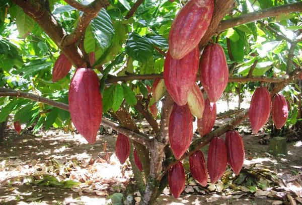 Menjanjikan, Produksi Kakao Mahulu Berpotensi Sejahterakan Masyarakat