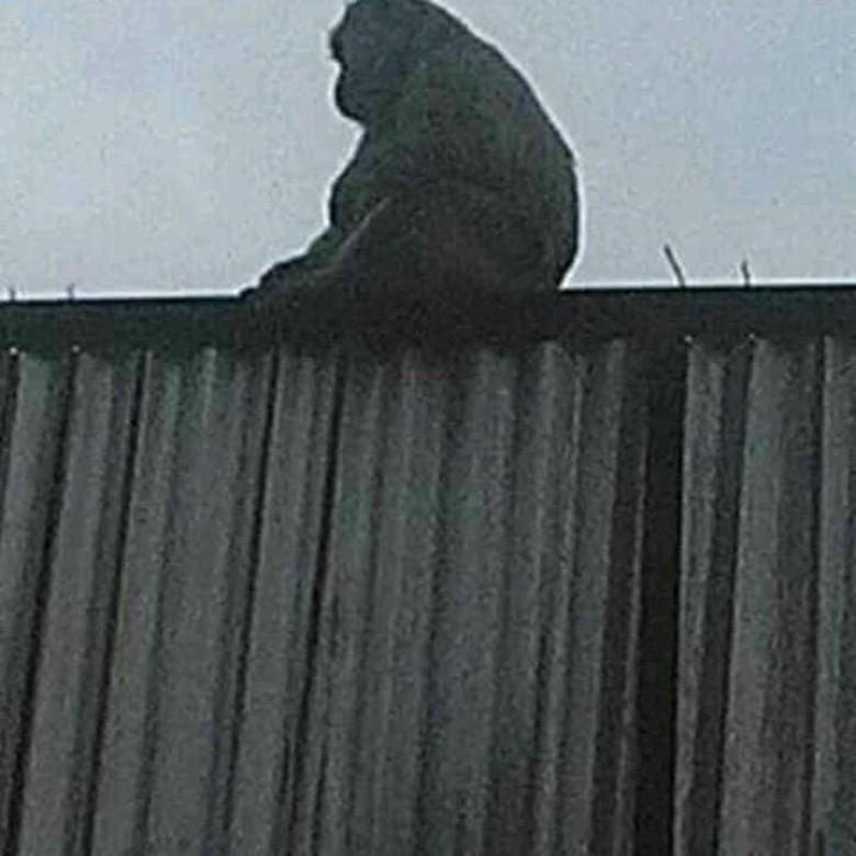 Heboh Monyet Jadi-jadian, Bupati: Jangan Percaya