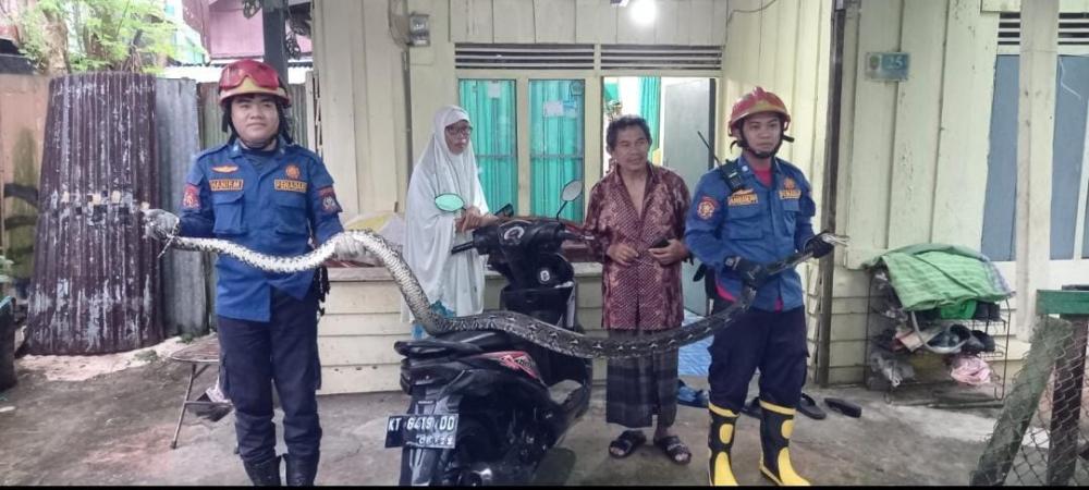 Disdamkartan Bontang Amankan Ular Piton Pemangsa Ternak Warga