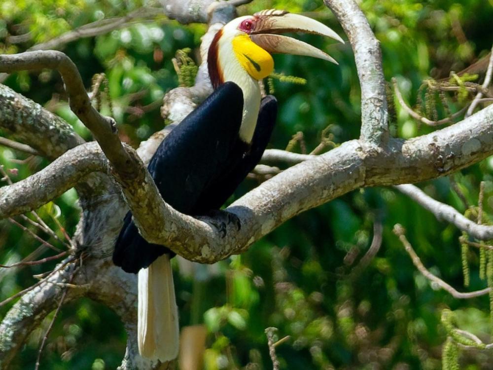Klaim Kota Hutan IKN, Otorita Rilis Buku Keanekaragaman Hayati