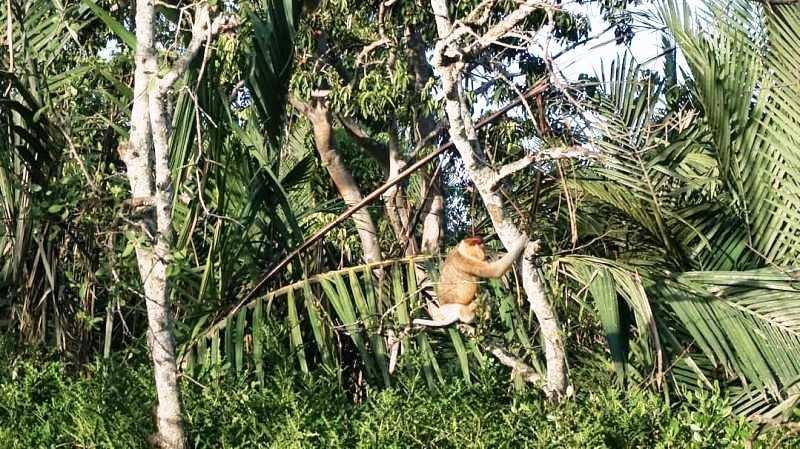 Susur Sungai Waru Tua: Wisata Alam Baru Dekat IKN, Habitat Bekantan yang Dilindungi
