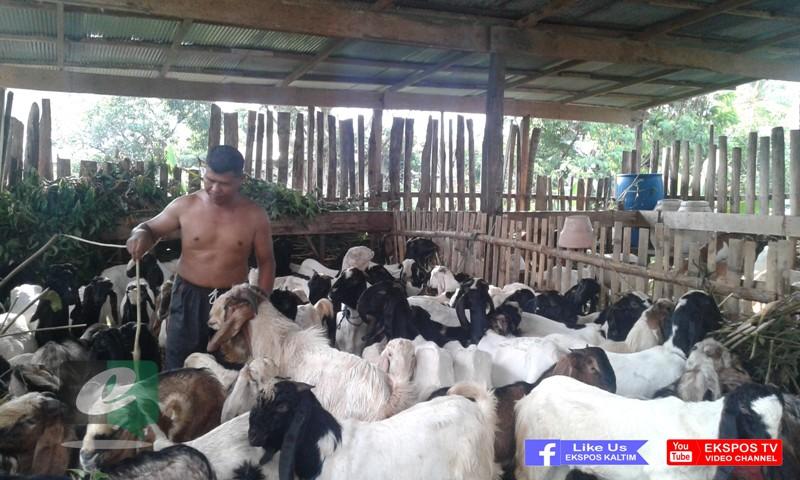 PETERNAK KAMBING INI, MERAUP RUPIAH 50 JUTA PERBULAN