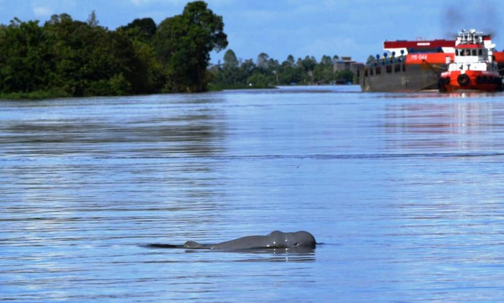 Saat Habitat Pesut Mahakam Direbut Tongkang Batu Bara