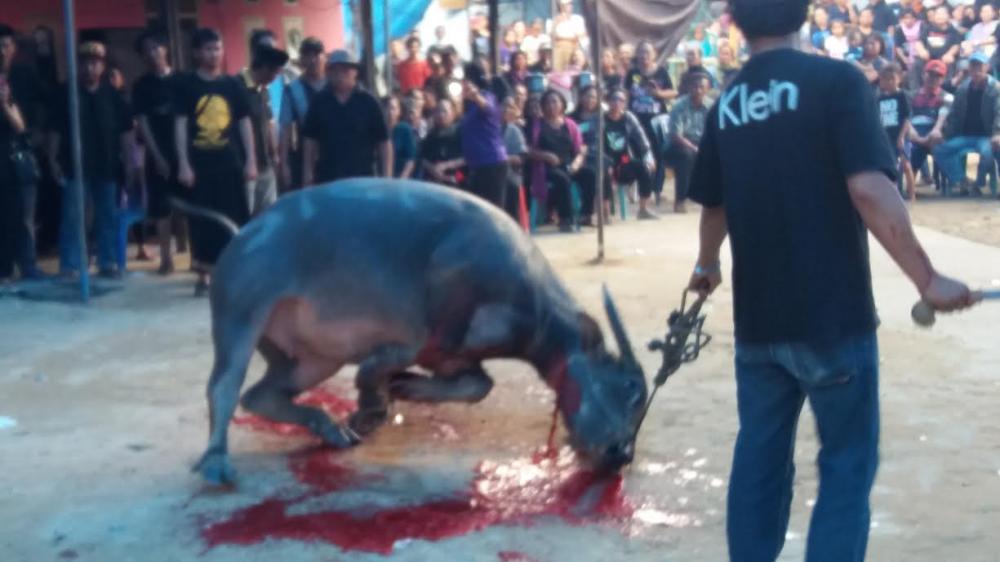 Tradisi Ma’ Tinggoro Tedong di Kelurahan Kanaan