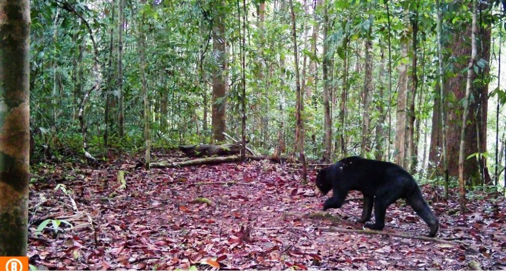 Satwa Langka Kucing Merah hingga Beruang Madu Masih di Bertahan di Wehea
