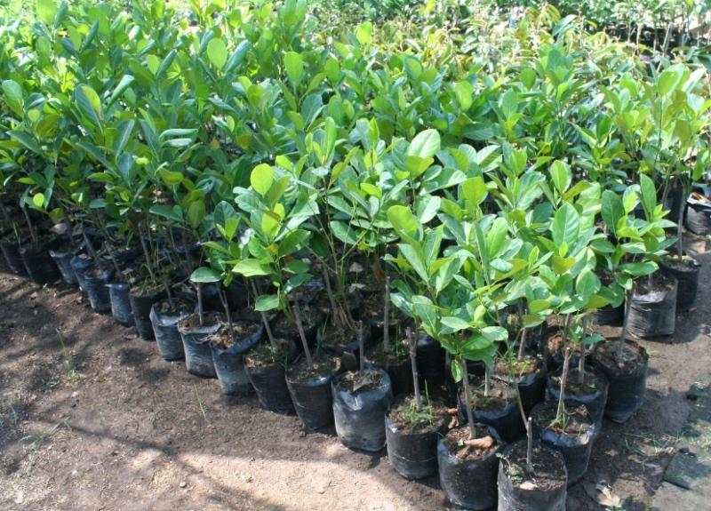 MINIM FASILITAS, BPPM SERAHKAN KOMPENSASI TANAMAN BUAH PENGURUS IZIN KE DKP