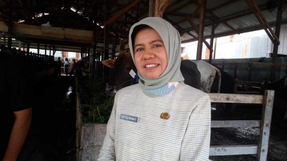 DKP3 Bontang Periksa Post Mortem Hewan Kurban yang Disembelih