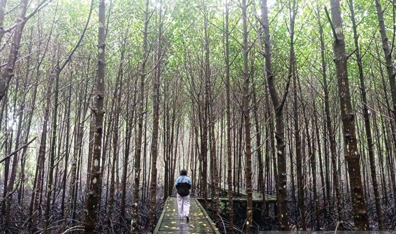 Bontang Mangrove Park, Hutan Eduwisata yang Menyegarkan Jiwa