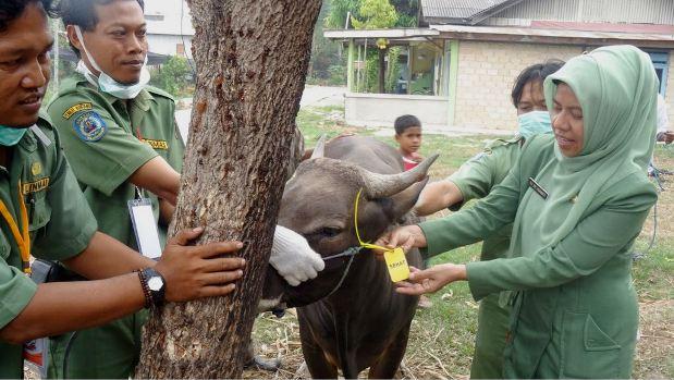 DKP3 Seleksi Ketat Hewan Ternak Masuk Bontang