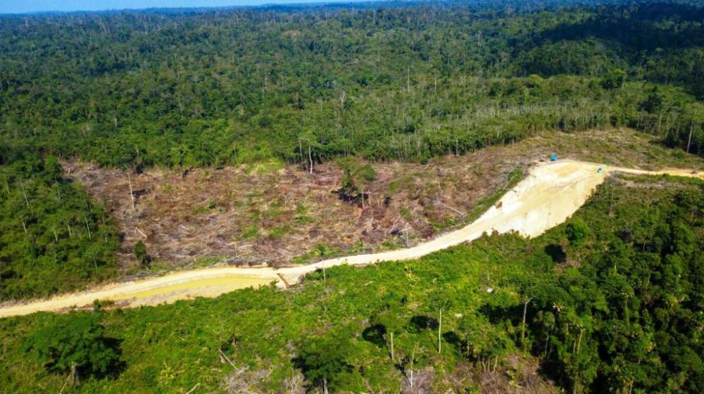 Sawit Tumbuh, Ekosistem Runtuh: Sisi Gelap Perambahan Hutan Lindung Sungai Wain