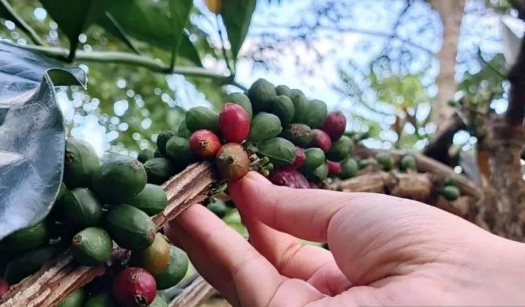 Kopi Liberika, Harapan Baru dari Bumi Etam untuk Ibu Kota Nusantara