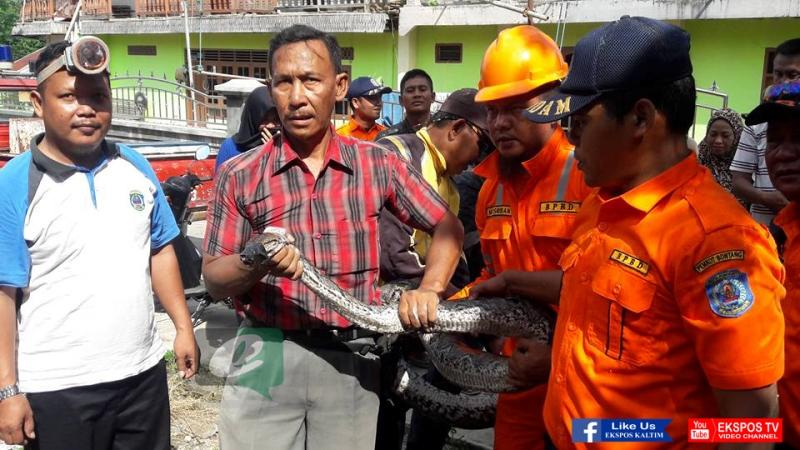 ULAR PITON PEMANGSA TERNAK WARGA BERHASIL DITANGKAP
