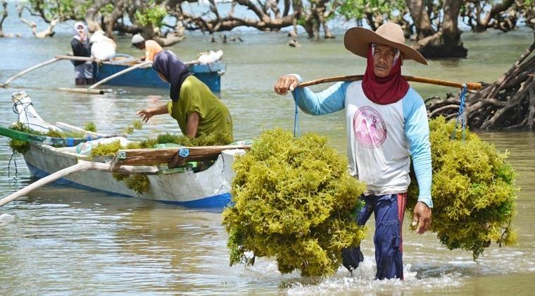 DKP3 Bontang Sesalkan Inkonsistensi Petani Rumput Laut
