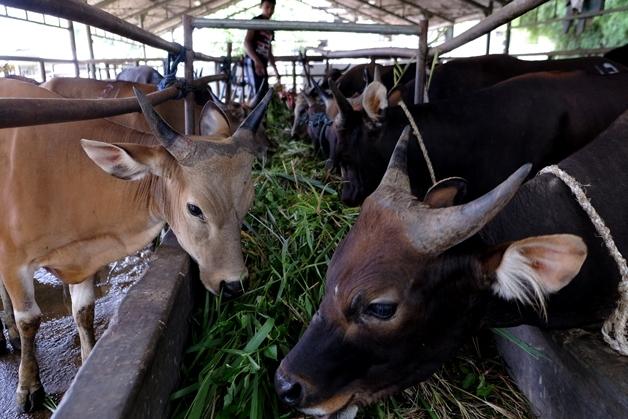 BP2TPM KOTA BONTANG MENYOAL TEMPAT PENAMPUNGAN SAPI TAK BER-IMB