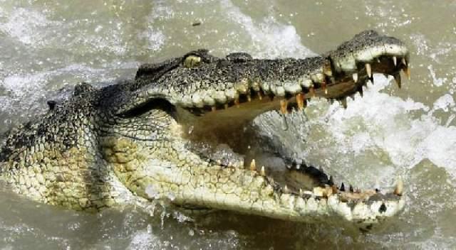 Tragis, Bocah 9 Tahun Diterkam Buaya 