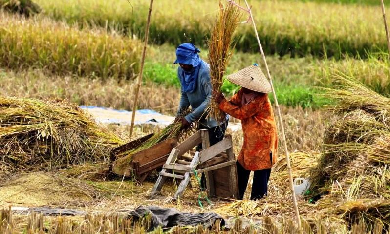 Musim Panen Bergeser, Produksi Padi Kaltim Justru Meningkat