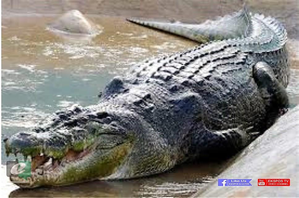 Rencana Penangkaran Buaya Kutim Kembali Mencuat 