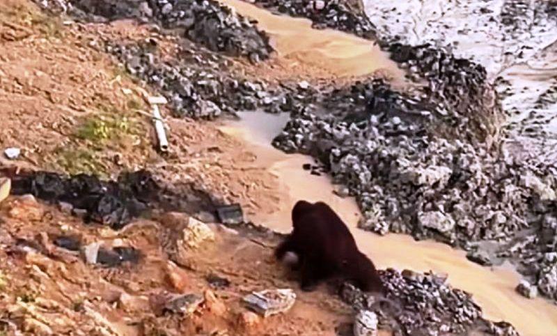 Orang Utan Kebingungan Masuk Tambang di Kaltim