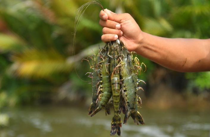 Tembus 1.722 Ton, Ekspor Udang Penaidea Kaltim Bukukan Devisa Rp344,65 Miliar
