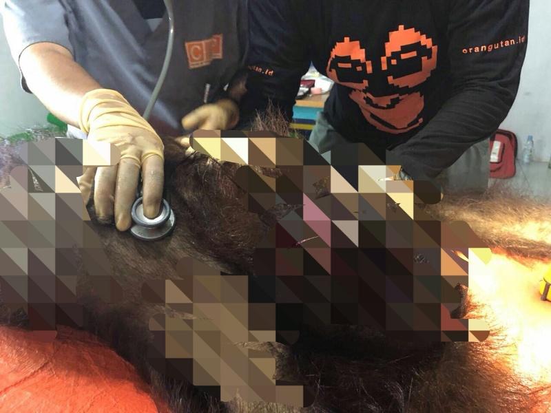 Ngerik! 74 Peluru Bersarang di Kepala Orangutan