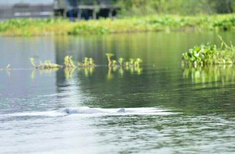 RASI Evakuasi Pesut yang Terjebak di Rawa Berduri