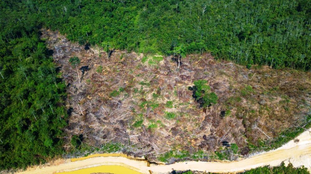 Perambah Hutan Lindung Sungai Wain Divonis Lebih Ringan, Aktor Intelektual Menyusul ke Meja Hijau