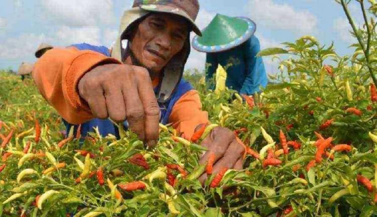 DKP3 Bontang Rutin Lakukan Monitoring Jelang Musim Panen