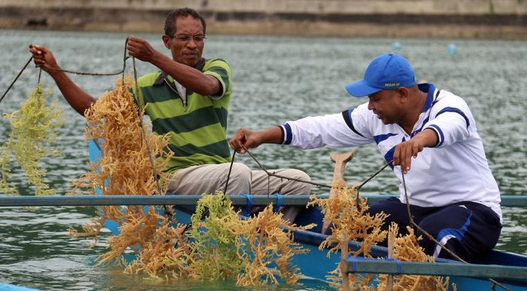 Sokong Perkembangan Wisata, DKP3 Bontang Bakal Menata Budidaya Rumput Laut