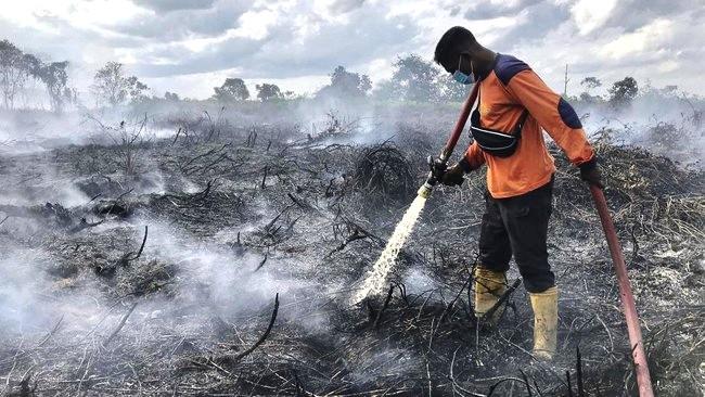 Ancaman Karhutla di Sekitar IKN, Lahan Gambut Jadi Titik Kritis