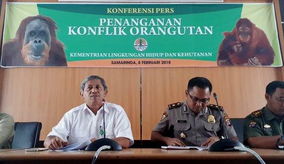 Pengungkapan Kematian Orangutan Pertaruhkan Nama Negara