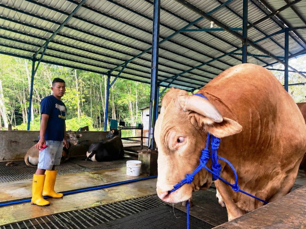 Saat Kurban Tiba, Daging dan Jeroan Jangan Dicampur Sembarangan