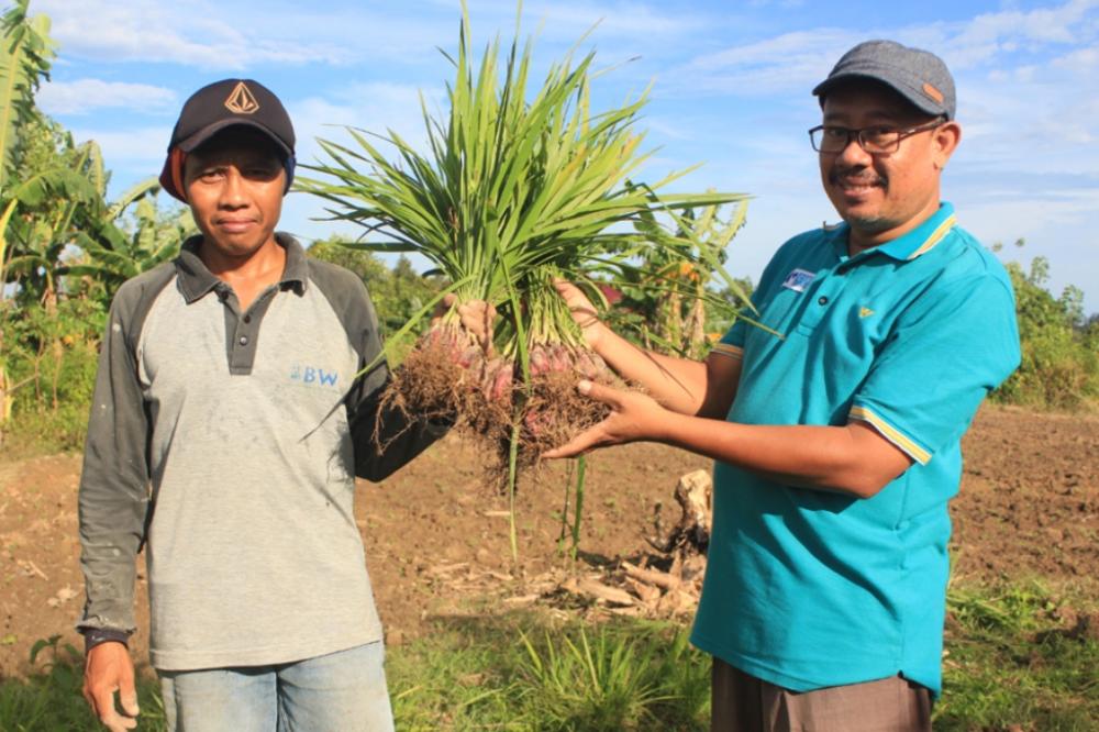 Bawang Dayak, Tanaman Asli Kalimantan Obat Bermacam Penyakit