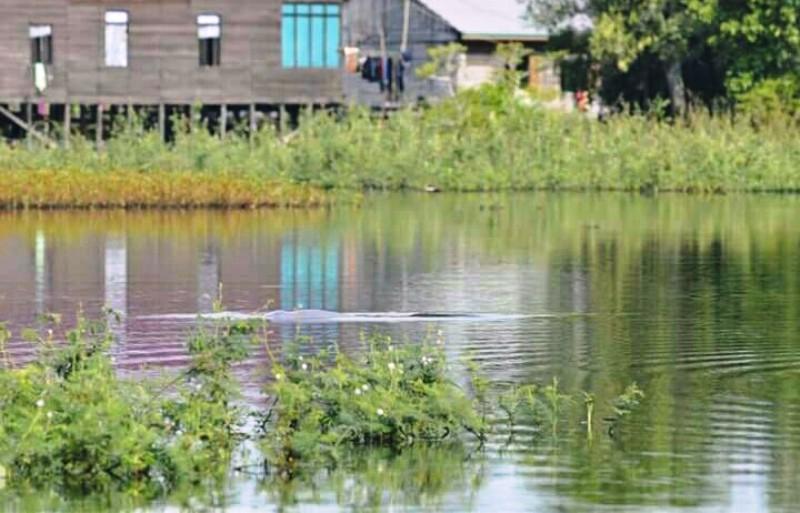 Ini Kronologis Pesut Mahakam Terdampar di Rawa Berduri 