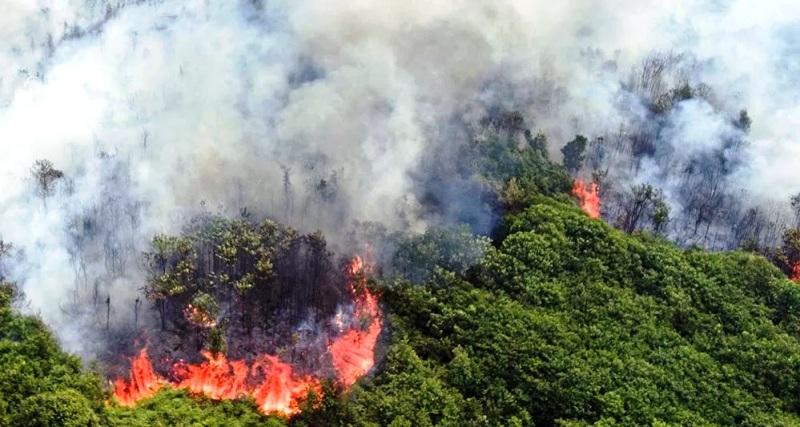 Waspada Karhutla, 194 Titik Panas Terdeteksi di Kaltim