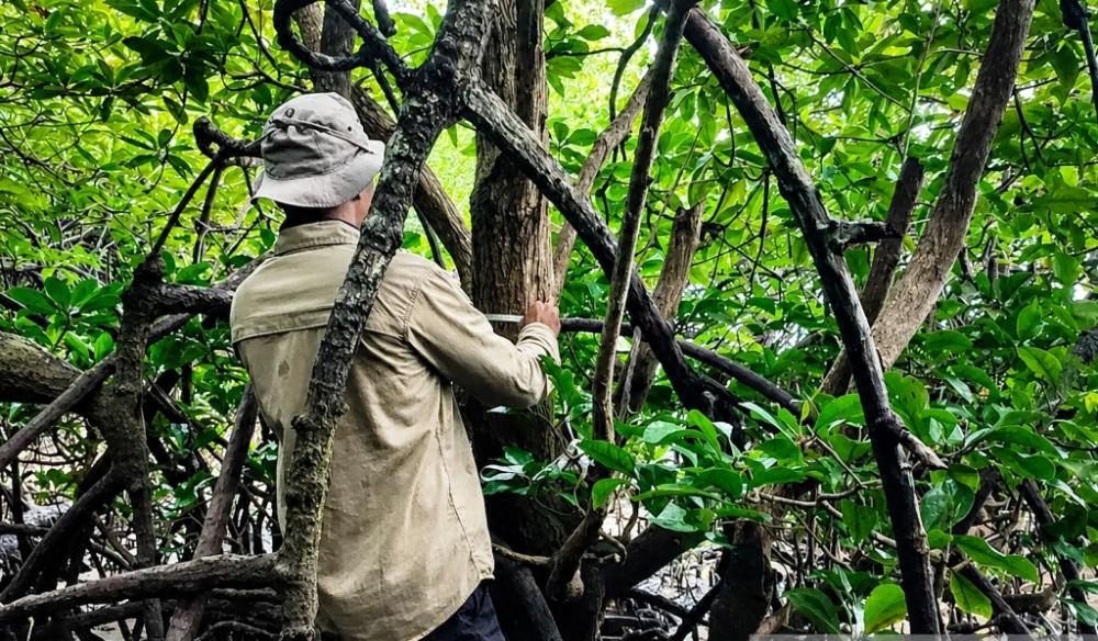 Di Teluk Balikpapan Mangrove Langka Bertahan di Ujung Tekanan