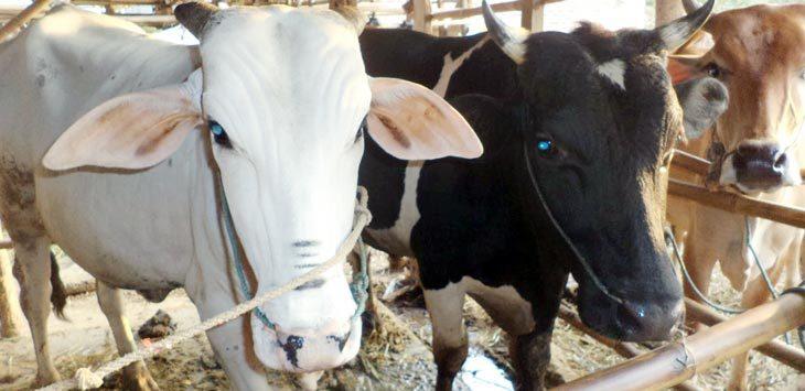 Disnak Bone Imbau Masyarakat Laporkan Hewan Kurbannya