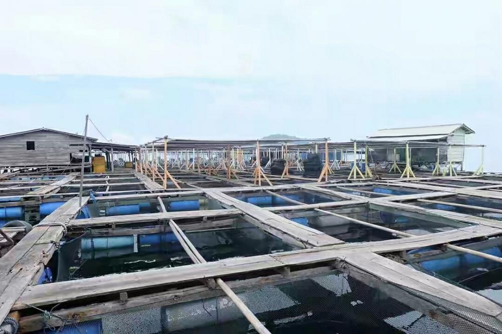 DKP3 Bontang Berhasil Bina Ratusan Kelompok Budidaya Ikan Laut