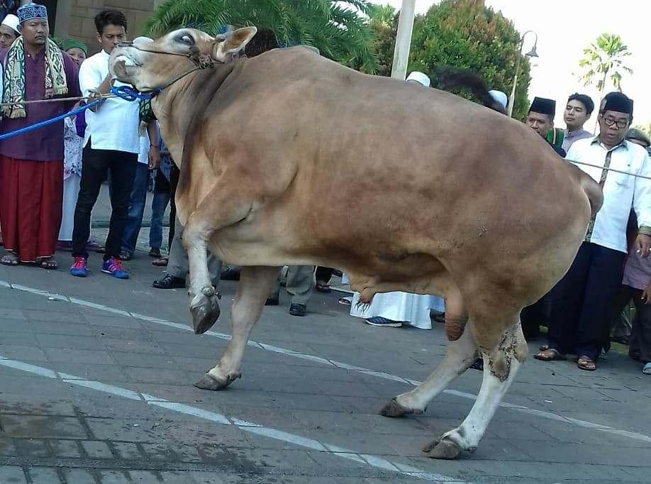 Pemprov Kaltim Salurkan 41 Ekor Sapi Kurban, 1 Pemberian Jokowi
