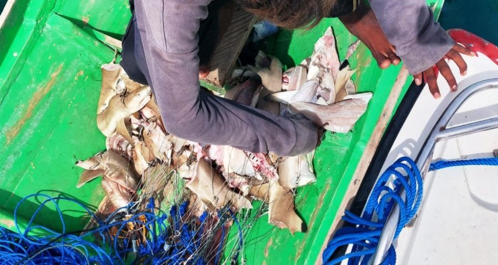 Puluhan Hiu Dilindungi Ditangkap di Derawan, Jejak Nelayan Malaysia Terungkap