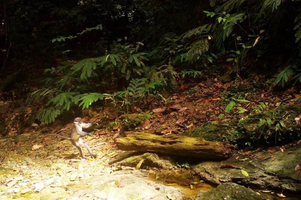 Wehea-Kelay Jadi Surga Satwa Langka di Luar Kawasan Konservasi