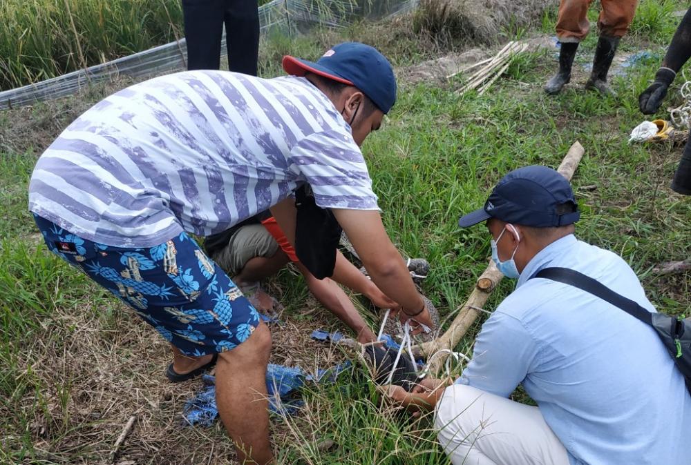 Buaya 2 Meter Masuk Persawahan Warga Guntung Bontang