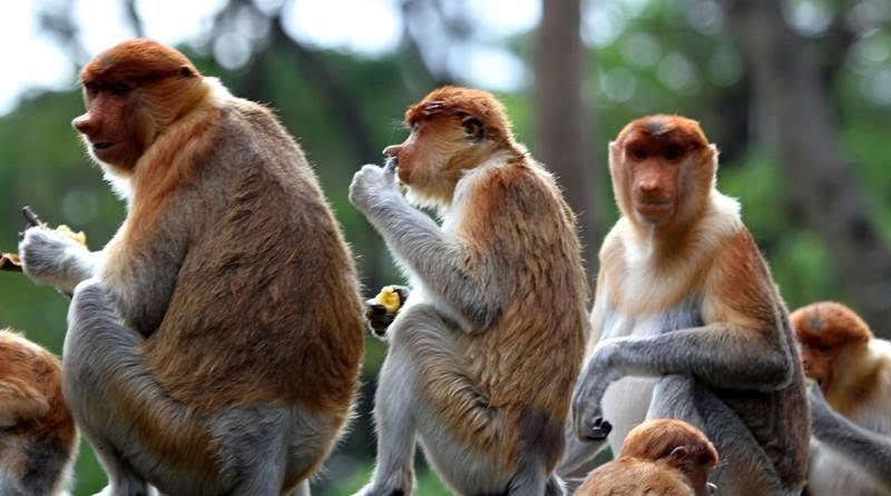 POPULASI TERUS MENURUN, DIKHAWATIRKAN BEKANTAN TERANCAM MUSNAH