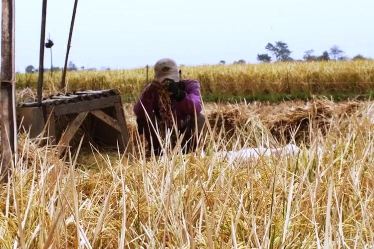 Polda Kaltim Mulai Bongkar Korupsi Proyek Pangan di Kutai Timur: 44 Orang Diperiksa 