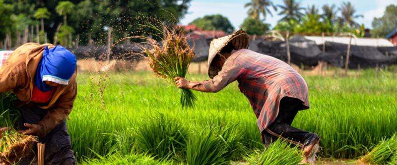 Ratusan Hektare Sawah Jadi Kebun Sawit-Karet  di Penajam