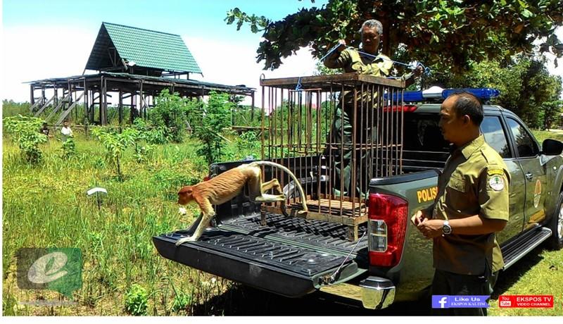 SEEKOR BEKANTAN DIAMANKAN DARI PEMUKIMAN WARGA